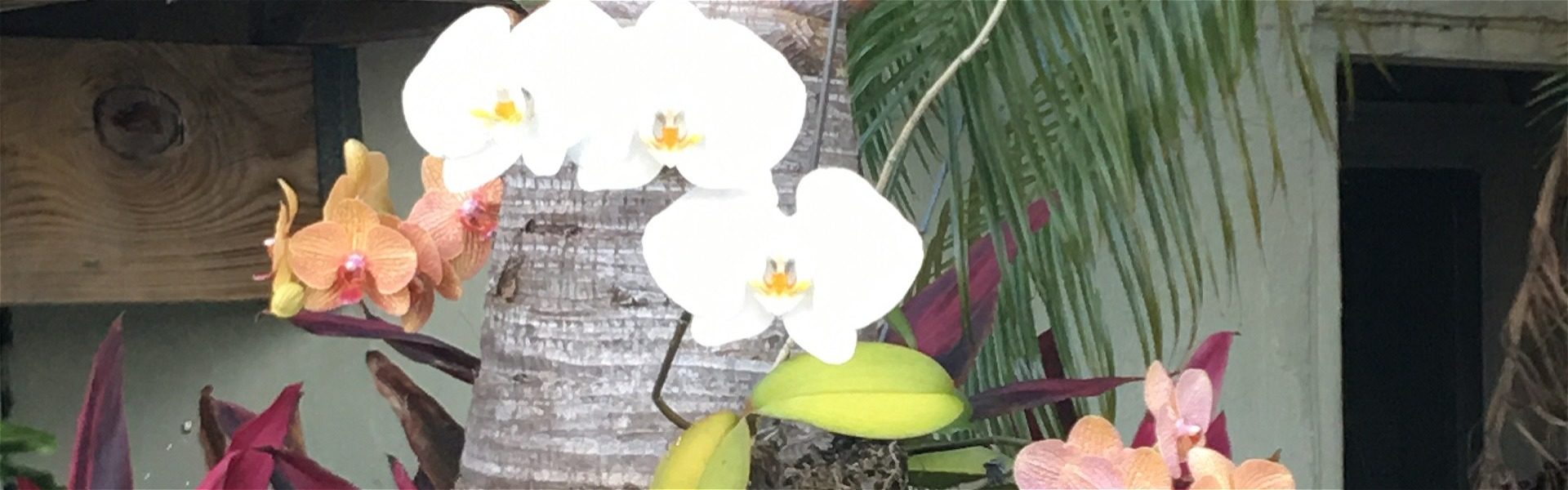 orchids at the award winning gardens