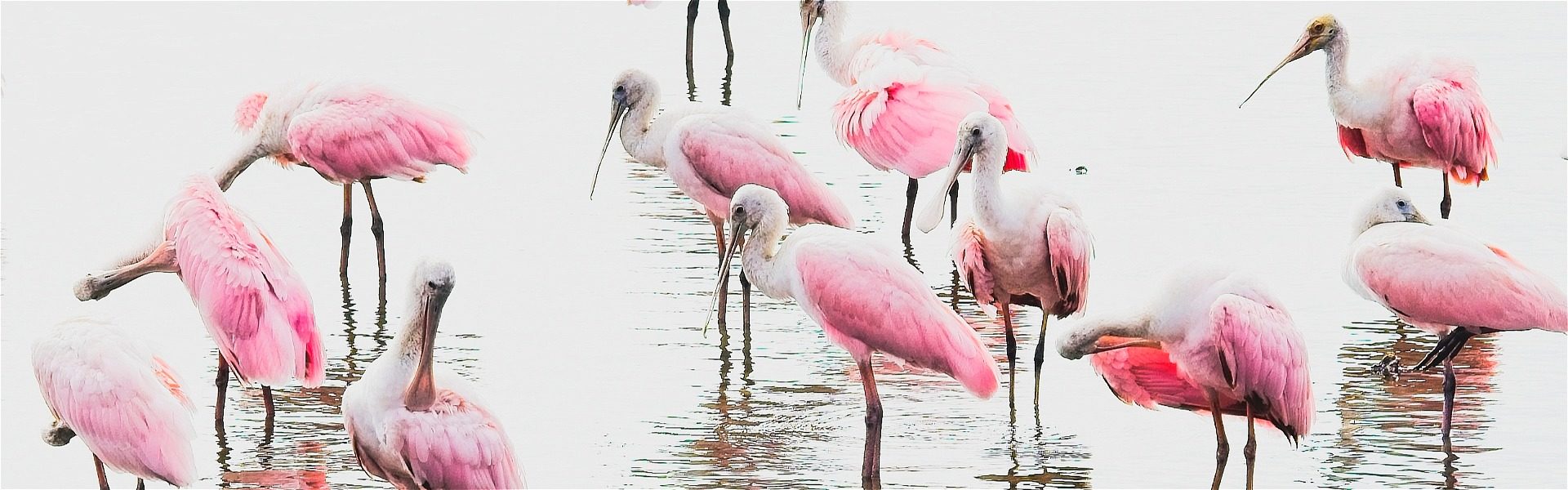 Spoonbills wadding in the water